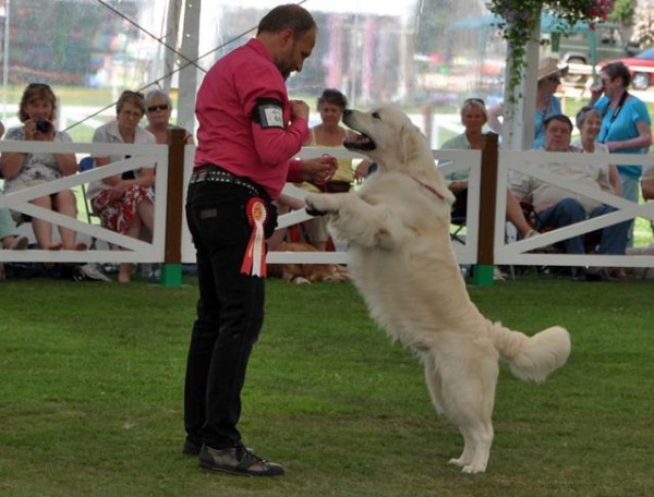golden retriever club vic golden retriever club centenary photo golden retriever club vic golden retriever club centenary photo
