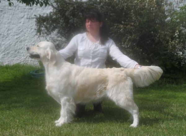 golden retriever club uk northern golden retriever club uk dogs in our photo golden retriever club uk northern golden retriever club uk dogs in our photo