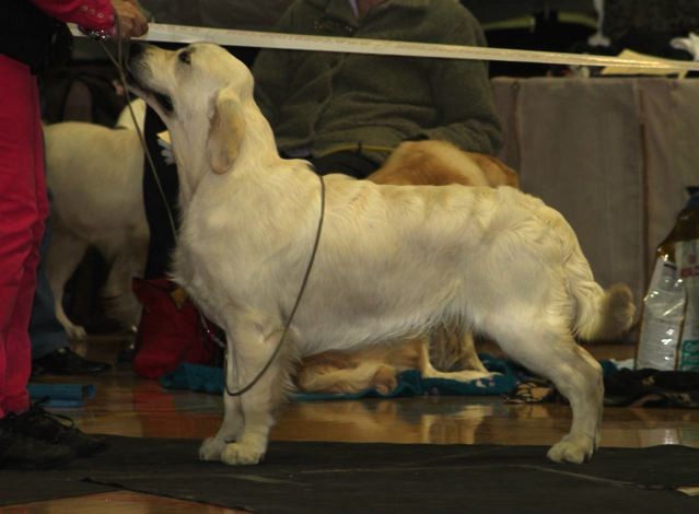 golden retriever club uk golden retriever club uk photo golden retriever club uk golden retriever club uk photo