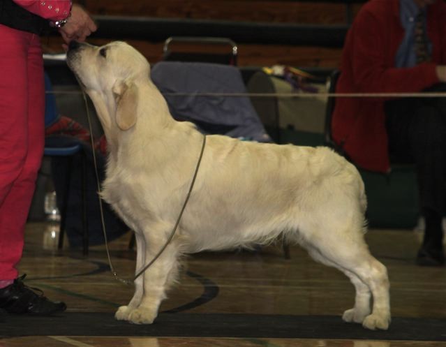 golden retriever club of bc golden retriever club photo golden retriever club of bc golden retriever club photo